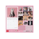 CALENDRIER CHAT 2027 [bnr:89d28a413a13]