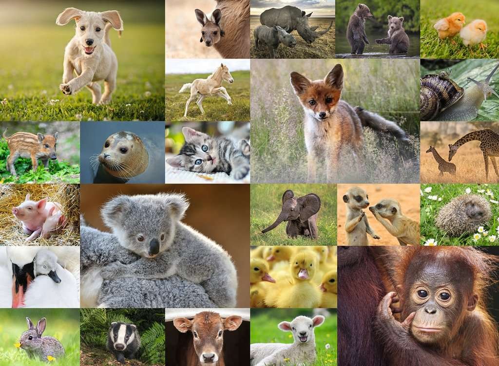 PUZZLE 200 PIECES - ADORABLES BEBES ANIMAUX – 2
