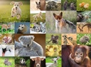 PUZZLE 200 PIECES - ADORABLES BEBES ANIMAUX – 2
